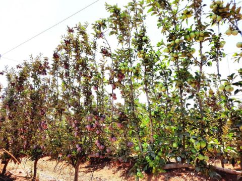 חלקות עיצוב תפוח - קיר פירותי שיטת קור-שפיגלר