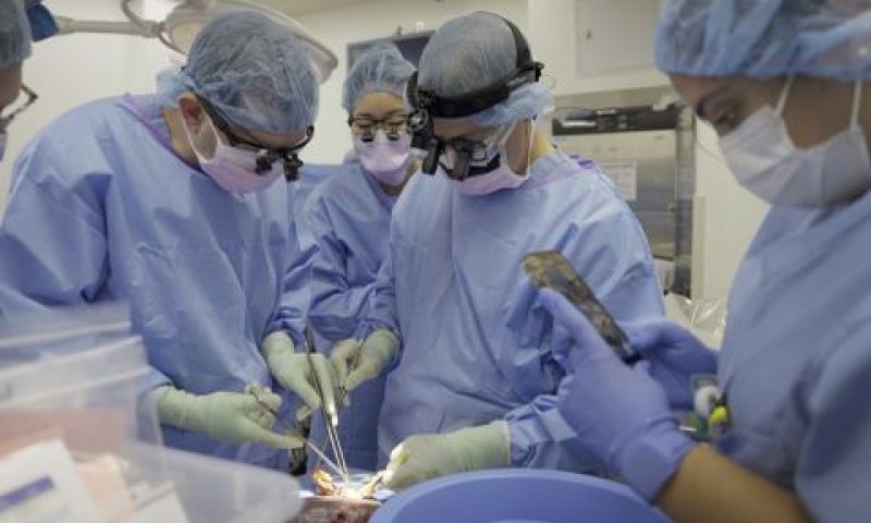 השתלת לב חזיר באדם [צילום: שלבי לום/AP]