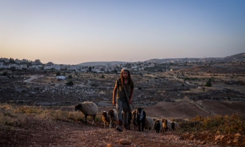 רועה צאן בגבעות השומרון [צילום: משה שלייפר/פלאש 90]
