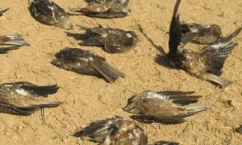 הרעלת חיות ברהט [צילום: גיל דרור, רשות הטבע והגנים]