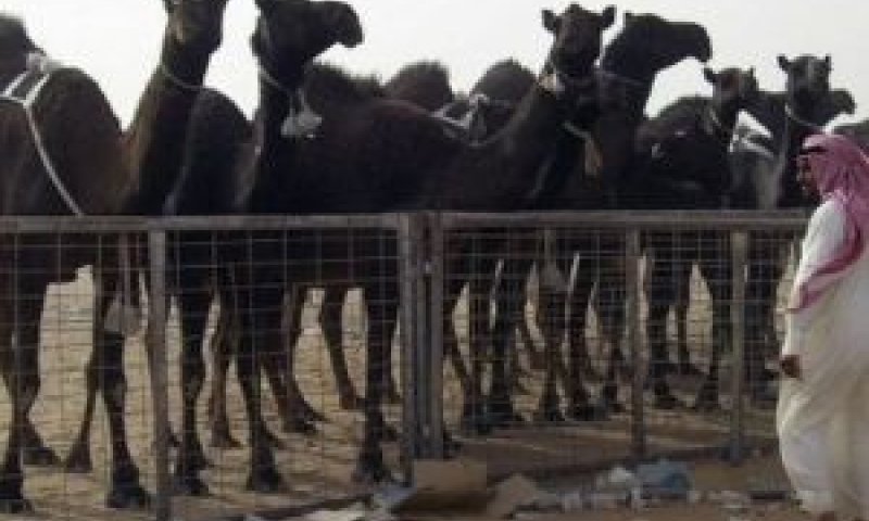 תחרות הגמל הכי יפה [צילום: AP]
