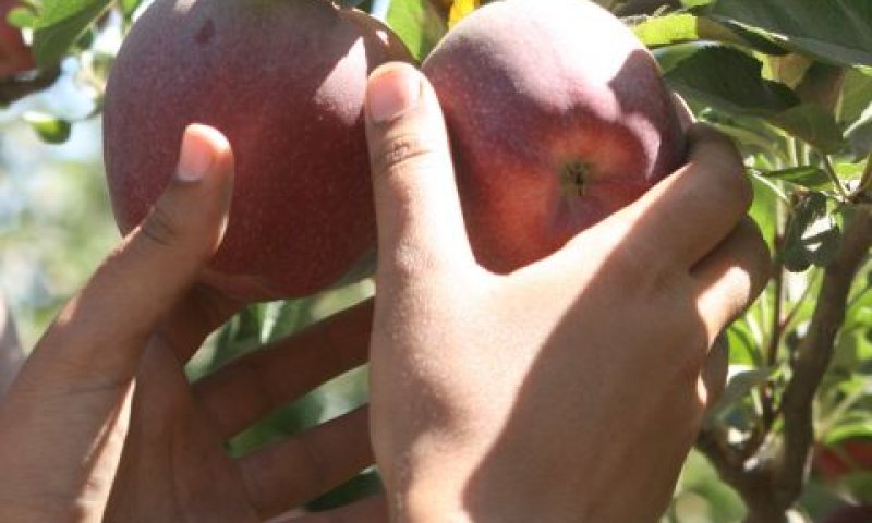 מטע תפוחים. ערכים ראשוניים וחשובים [צילום: רונן גלבוע]