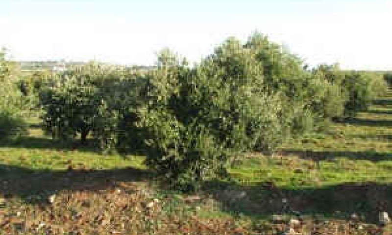 [צילום: בועז מושקוביץ]