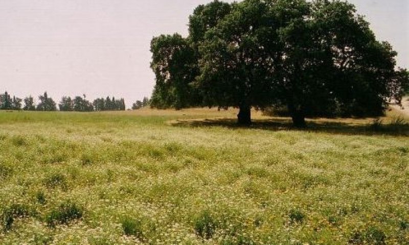 פארק השרון. 6,600 דונם