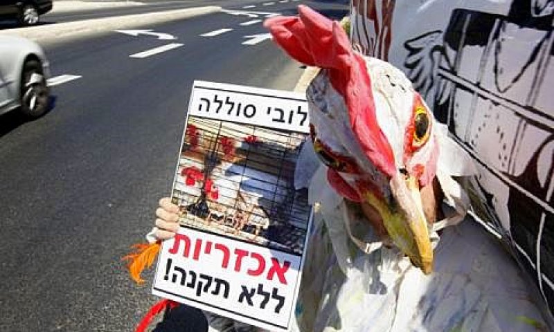 "תרנגולת" מפגינה נגד הרפורמה [צילום: פלאש 90]