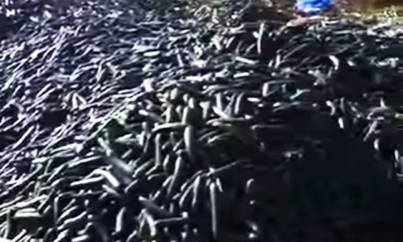 טונות מלפפונים הושמדו לאחרונה