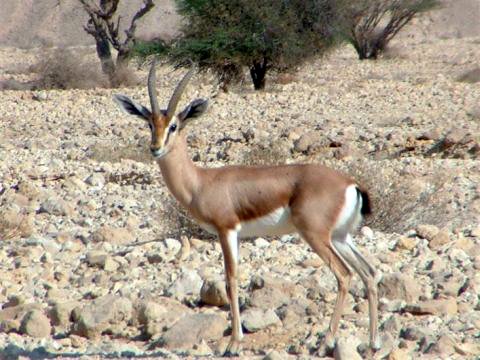 [צילום: ד"ר בני שלמון, רשות הטבע והגנים]