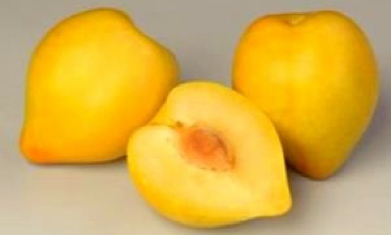 השזיפים גדולים ומושכי עיניים