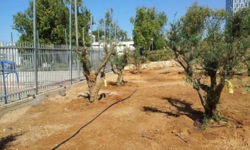 גינה סביב המגרש [צילום: באדיבות קק"ל]