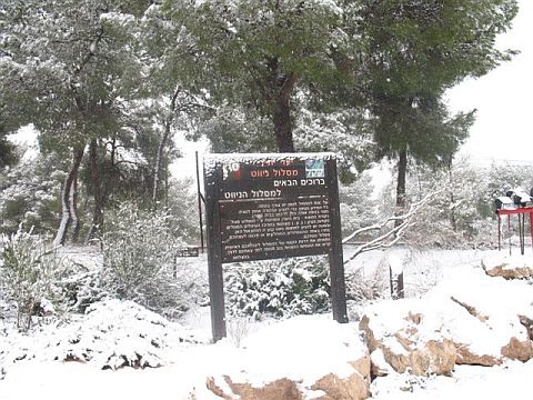 היער הגדול במזרח התיכון [צילום: דני בן דוד]