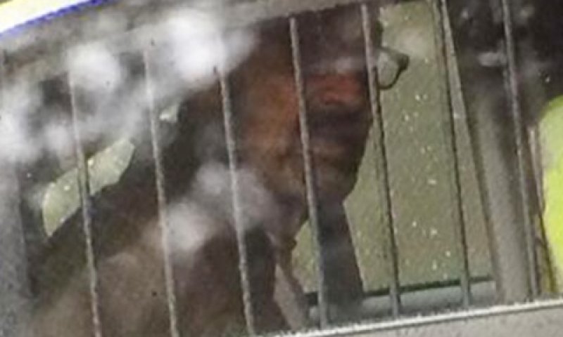 מילר לאחר מעצרו. צעק: הייל היטלר [צילום: AP]