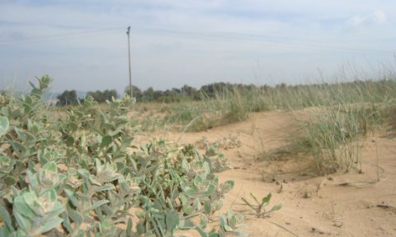 חןף בצת. נמנע נזק כבד לנוף [צילום: החברה להגנת הטבע]
