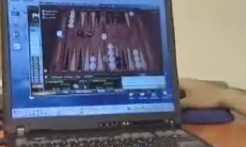 שש בש באינטרנט