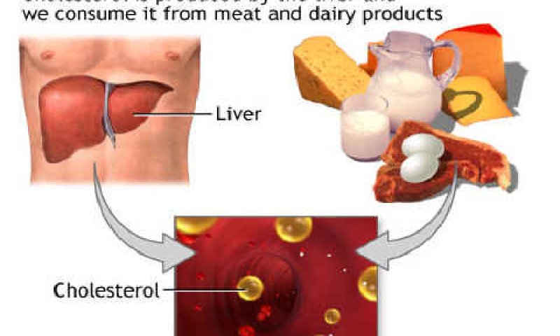 [צילום: National Institutes of Health U.S.A.]