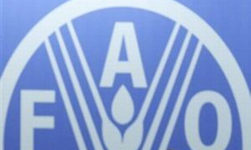 ארגון ה-FAO [צילום: AP]