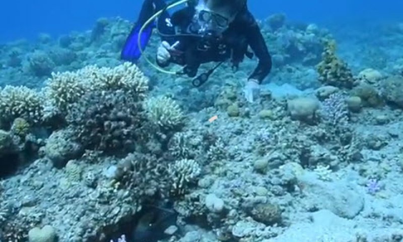 ד"ר סילביה ארל [צילום: חגי נתיב מרכז מוריס קאהן לחקר הים, ביה"ס למדעי הים ע"ש צ'רני, אוניברסיטת חיפה]