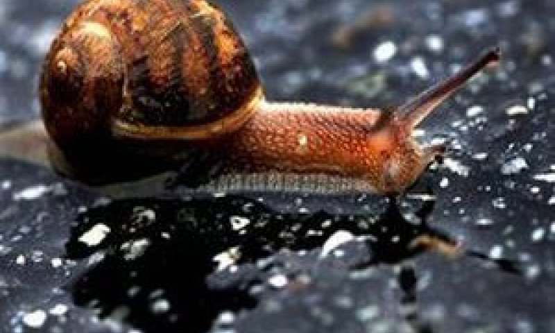 חילזון מסוג Tornatellides Boeningi [צילום: AP]
