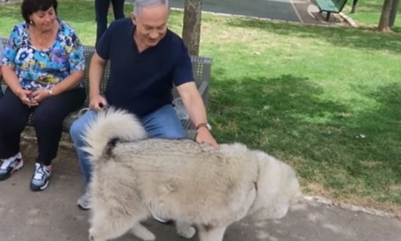 נתניהו וקאיה בטיול בירושלים [צילום: מתי שטרן/פלאש 90]