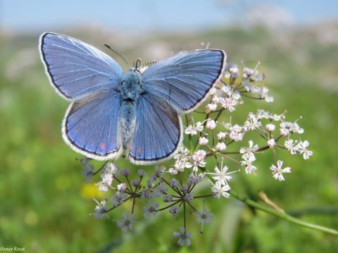 כחליל קלאופטרה [צילום: אבנר רינות, החברה להגנת הטבע]