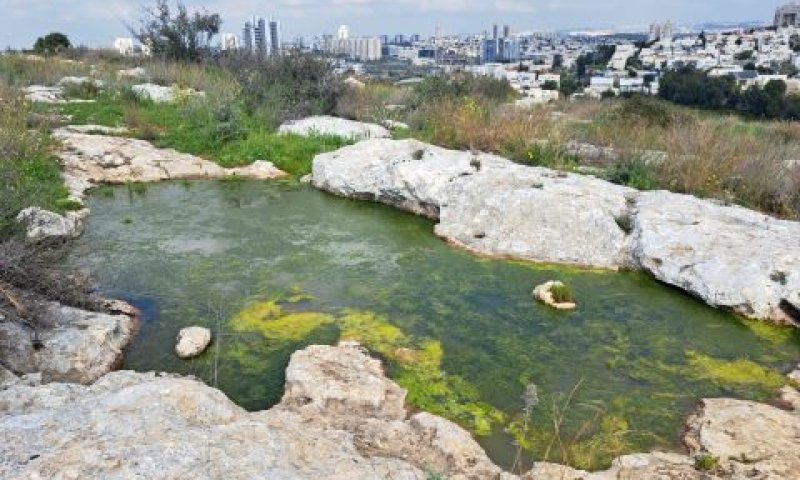 גב עם חוטית הביצות ושאר נדירים קטנים [צילום: יצחק כהן, החברה להגנת הטבע]