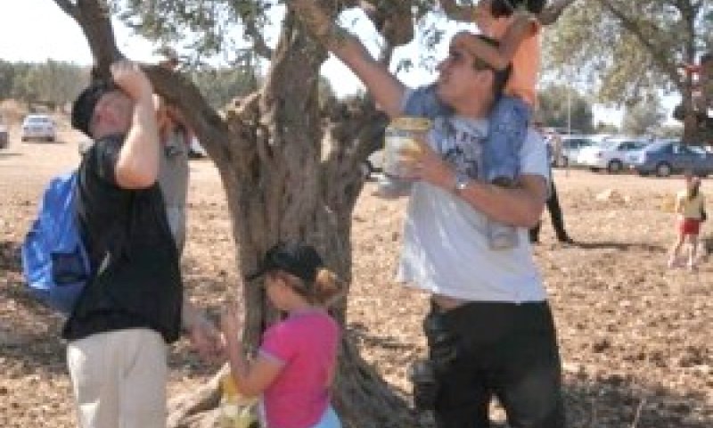 מסיק זיתים ביער בן שמן