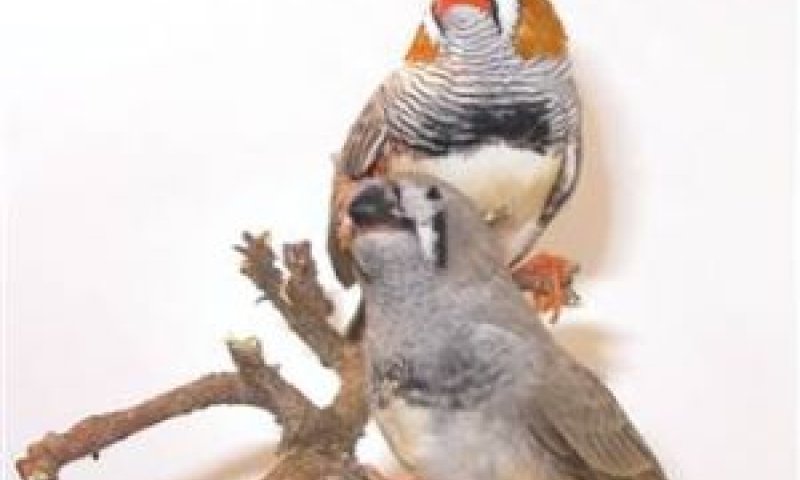 פינקים. מנהלים קשרים לכל החיים [צילום: AP]