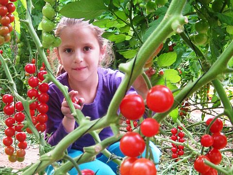 קטיף עצמי של עגבניות צ'רי [מו"פ ערבה תיכונה]