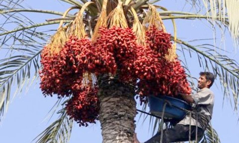 נזקי אבק ובעלי חיים [צילום: AP]