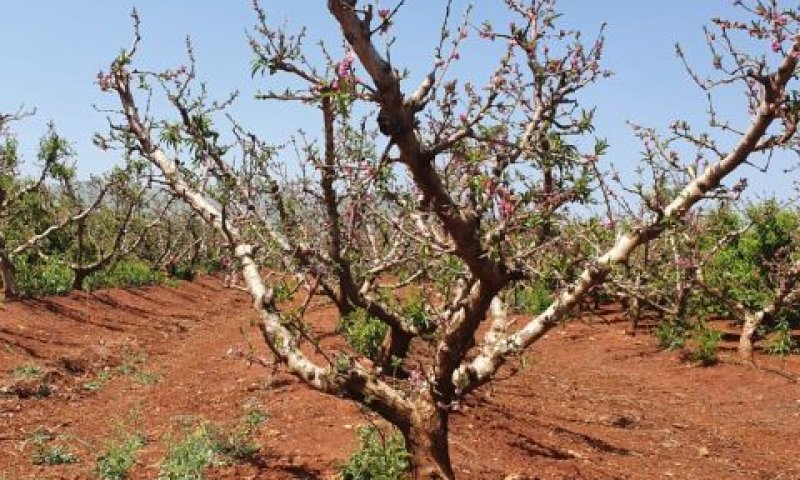 מטעי אפשרסים לא מניבים ליד קרית שמונה [צילום: אסף שמיר]