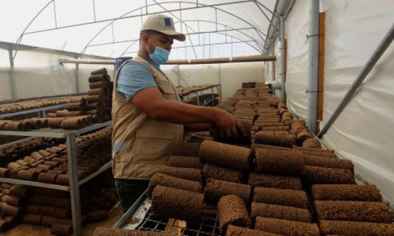 מפעל בחאן יונס להפקת דלק מגפת זיתים [צילום: עבד אל-רחים חטיב/פלאש 90]