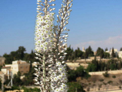 חצב [צילום: דב גרינבלט]