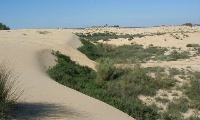 מצויה תחת איום סביבתי. הדיונה באשדוד [צילום: החברה להגעת הטבע]
