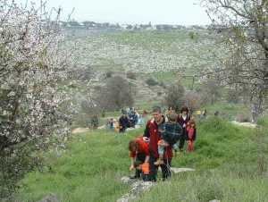 מסיריים בגבעות הירוקות