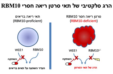 הרג בררני של תאי סרטן ריאה חסרי RBM10