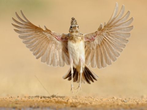 מקום 3 צילום מקצוענים 2010: עפרוני מצויץ [צילום: אורי פירסט]