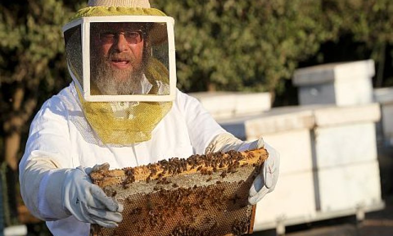 בספטמבר יתקיים פסטיבל הדבש [צילום: פלאש 90]