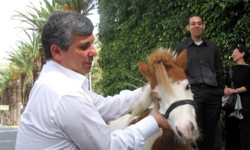 שלום שמחון עם סוס פוני. רק מחזיק, לא חונק [צילום: טלי סולגניק-כרמי]