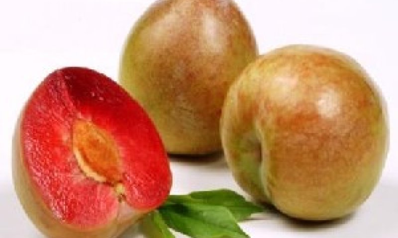 שזיף עם לב אדום - התשובה להזדקנות?