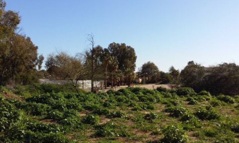 מתחם מחנה סירקין