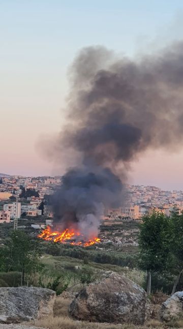 [צילום: המשטרה הירוקה]