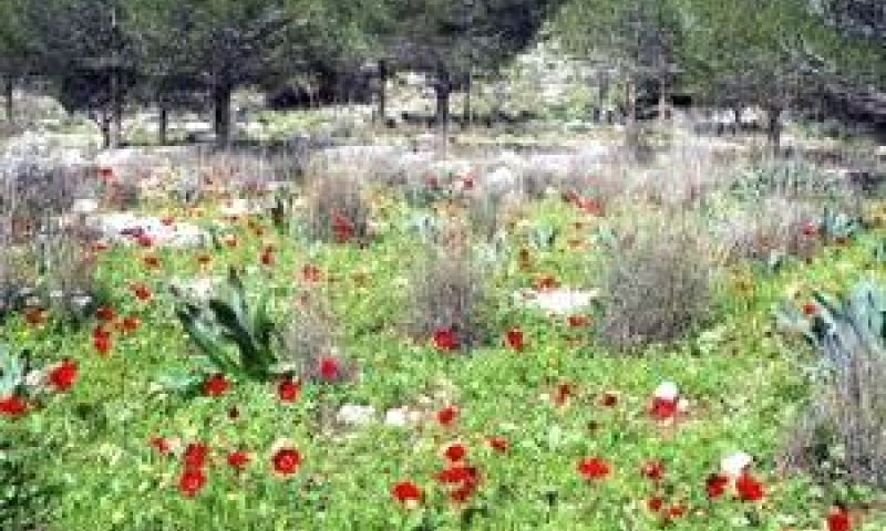 שדה פתוח ליד צור נתן [צילום: עינת אנקר/לע"מ]