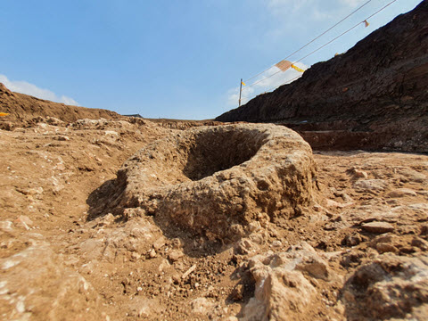 אבן ריחיים לטחינת חיטה שנחשפה באתר [צילום: יולי שוורץ רשות העתיקות]