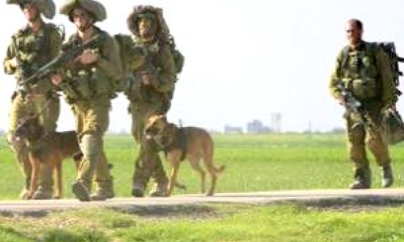 כלבנים בגולני [צילום אילוסטרציה: AP]