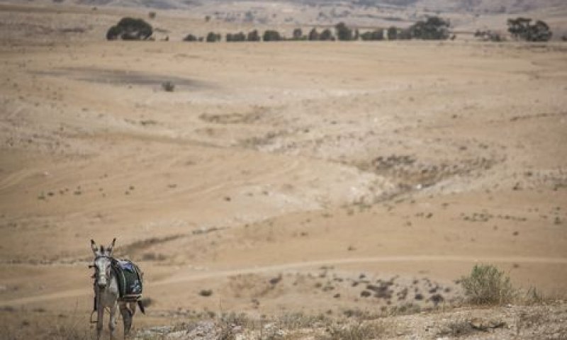 [צילום: הדס פרוש/פלאש 90]