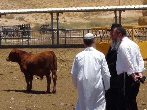 [צילום: יח"צ]
