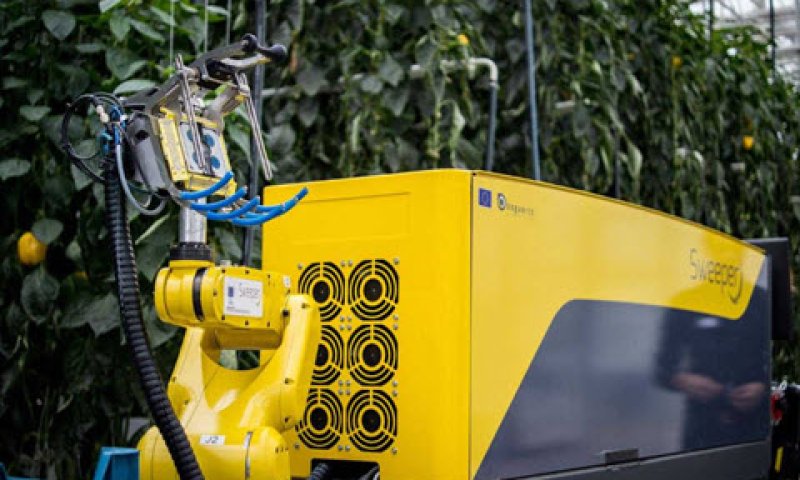 רובוט SWEEPER בעת קטיף [צילום: Research Station for Vegetable Production at St. Katelijne Waver]