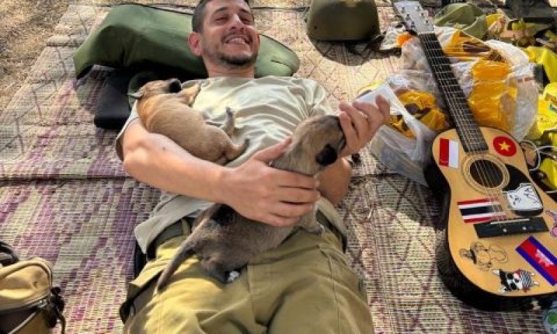 סער והכלבים
