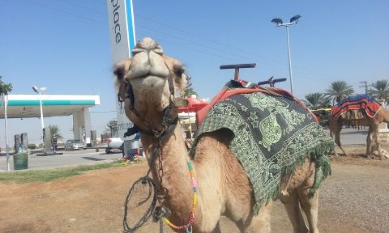 הגמל קומראן. נכנס לנעלי אביו [צילום: יח"צ]