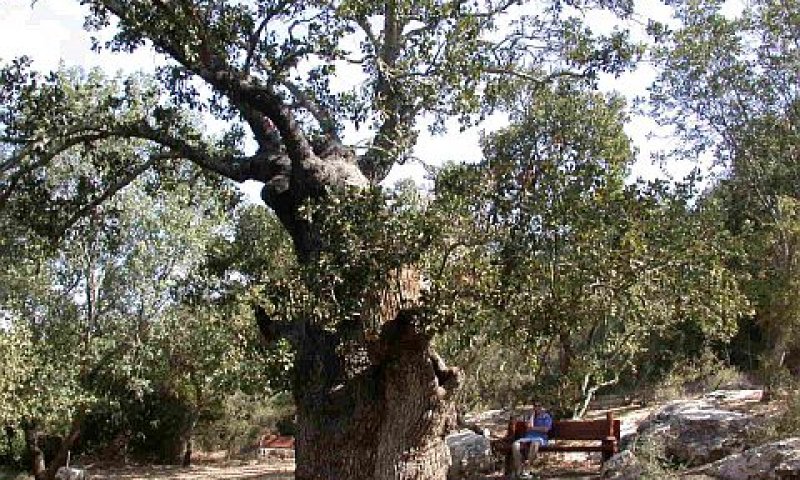 אלון התבור [צילום: ישראל גלון, משרד החקלאות]