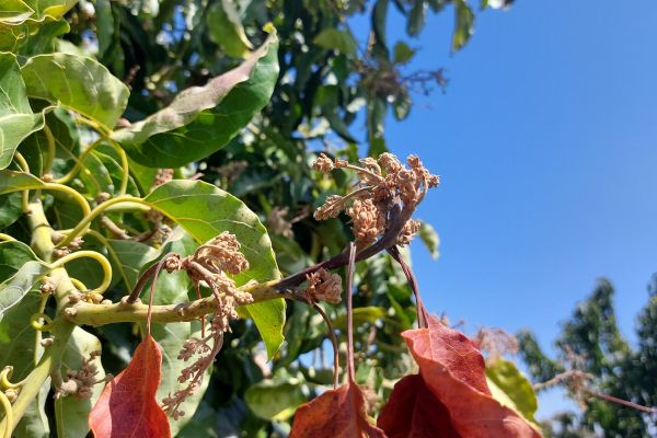 החמה בפקעי פריחה שנפגעו מהקרה [צילום: מו"פ צפון]